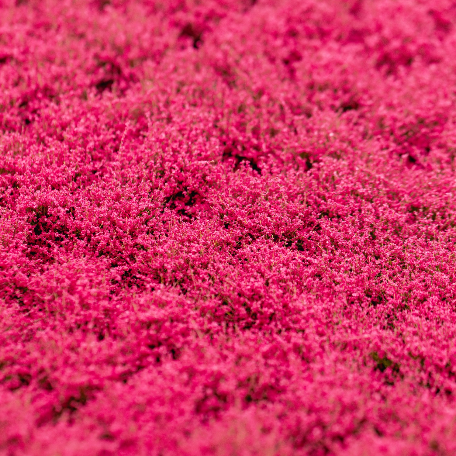 rts-greenkeeper-bl-tenb-schel-grasb-schel-magenta-148x210 image 1