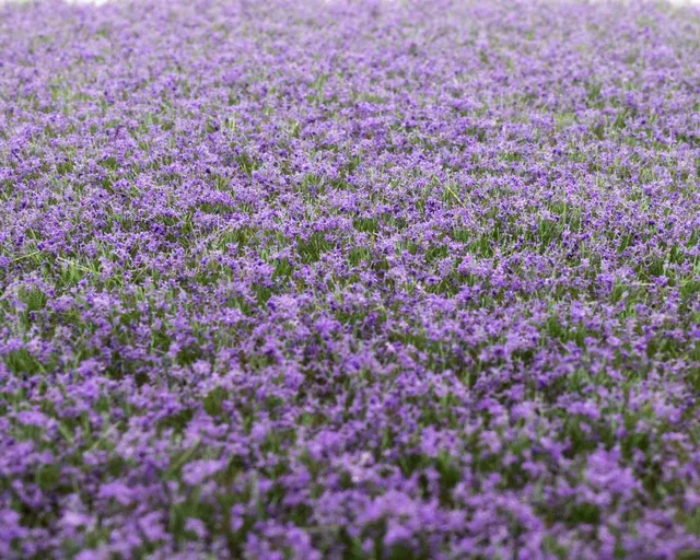 rts-greenkeeper-bl-tenb-schel-lavendel-148x210-mm image 1
