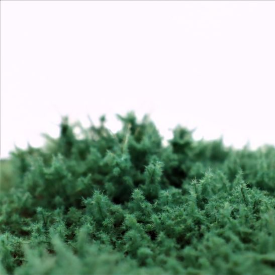 rts-greenkeeper-str-ucher-wacholder-blaugr-n-4-30-mm image 1