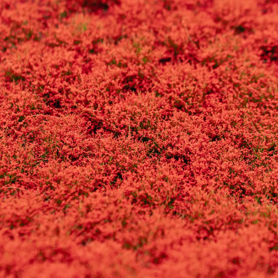 rts-greenkeeper-bl-tenb-schel-grasb-schel-rot-148x210 image 1