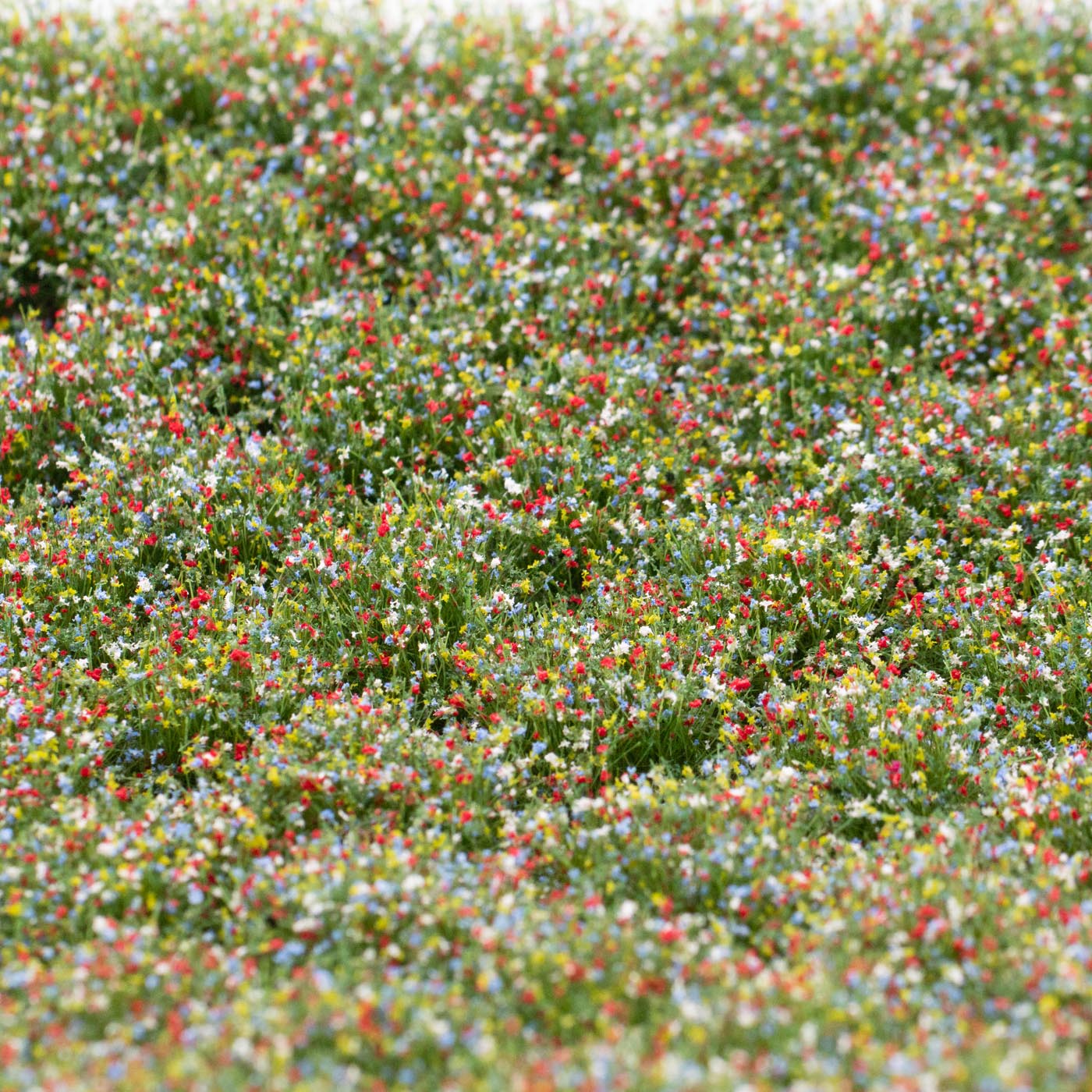 rts-greenkeeper-bienenweide-bl-tenb-schel-148x210-mm image 1