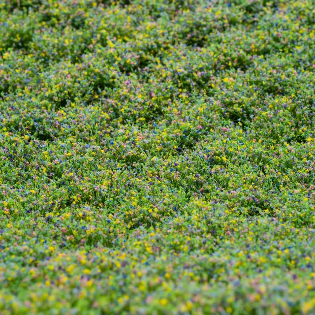 rts-greenkeeper-b-schel-bl-tenb-schel-wildbl-ten-tufts image 1