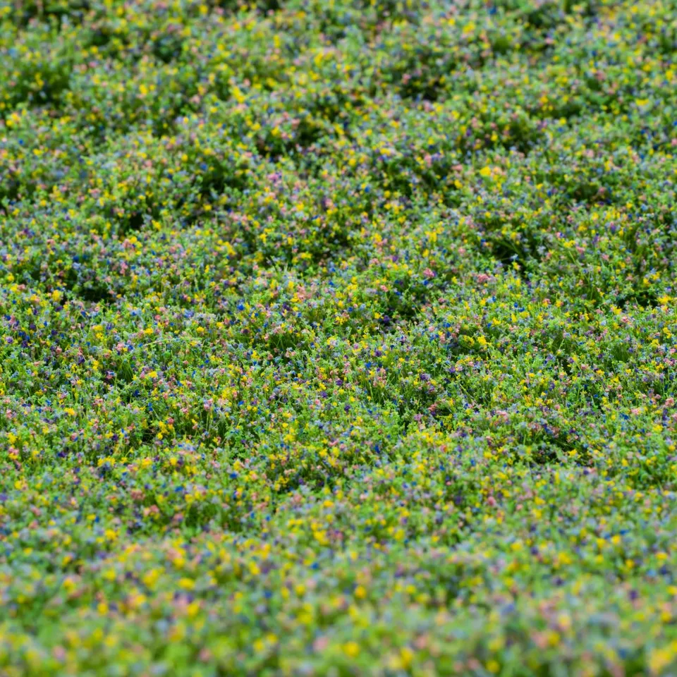 rts-greenkeeper-b-schel-bl-tenb-schel-wildbl-ten-tufts image 1