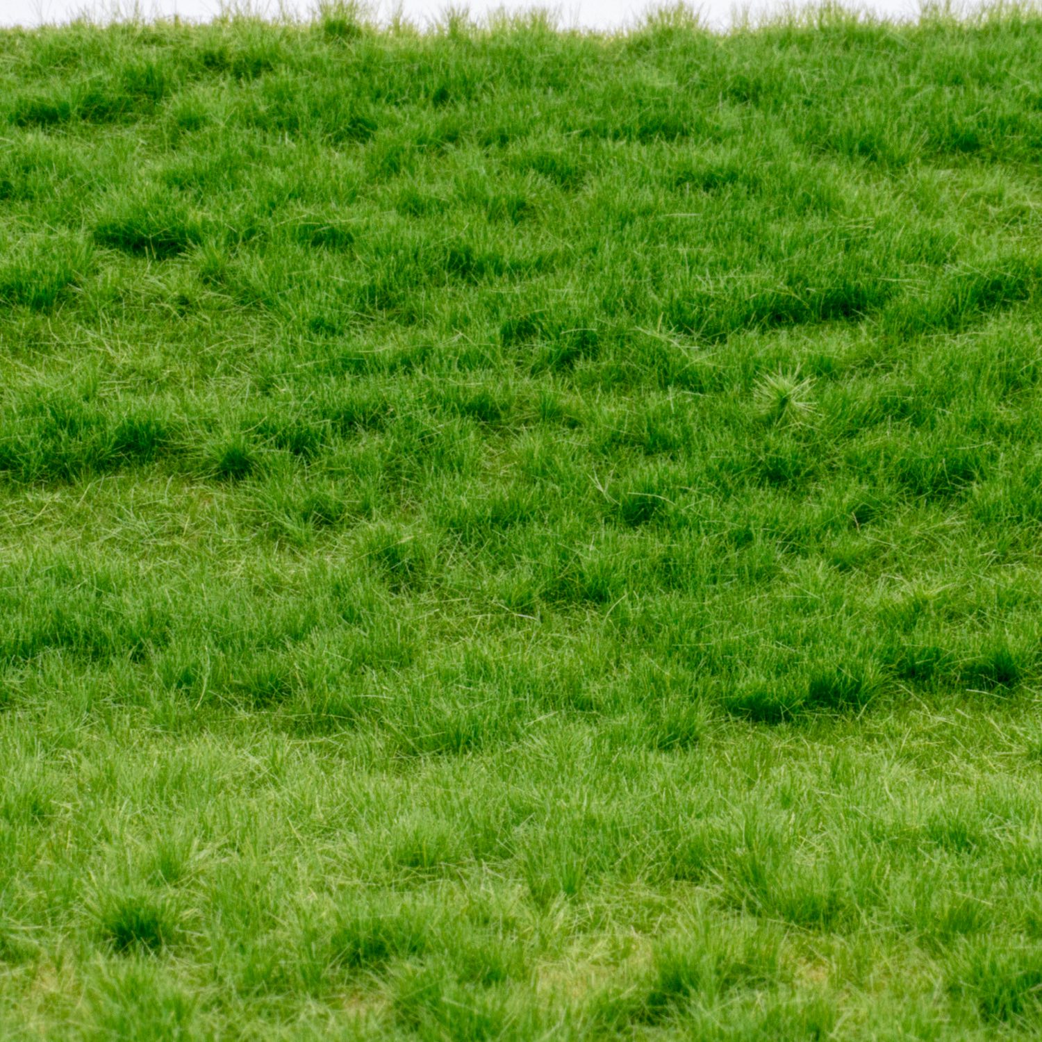 rts-greenkeeper-grasmatte-fr-hsommer-matte-flexibel image 1