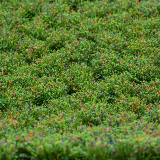 rts-greenkeeper-bl-tenb-schel-wildblumen-tufts-148x210 image 1