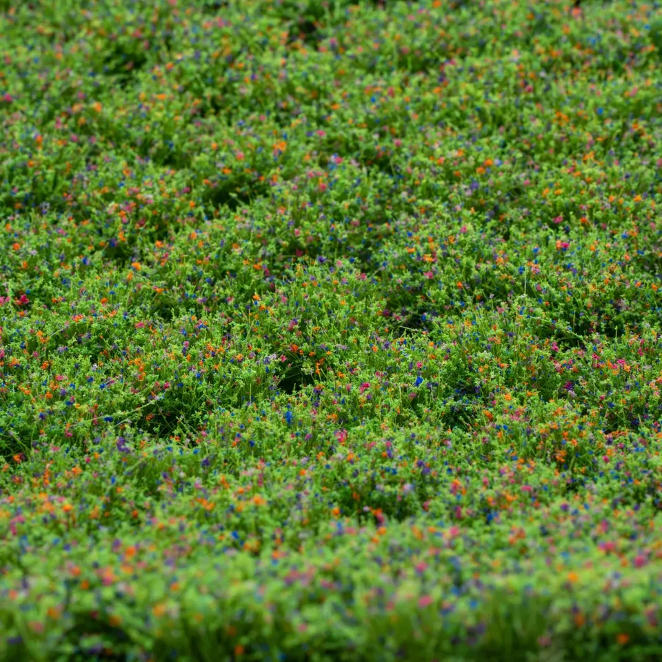 rts-greenkeeper-bl-tenb-schel-wildblumen-tufts-148x210 image 1
