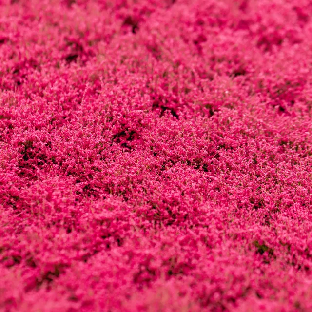 rts-greenkeeper-bl-tenb-schel-grasb-schel-magenta-148x210 image 1