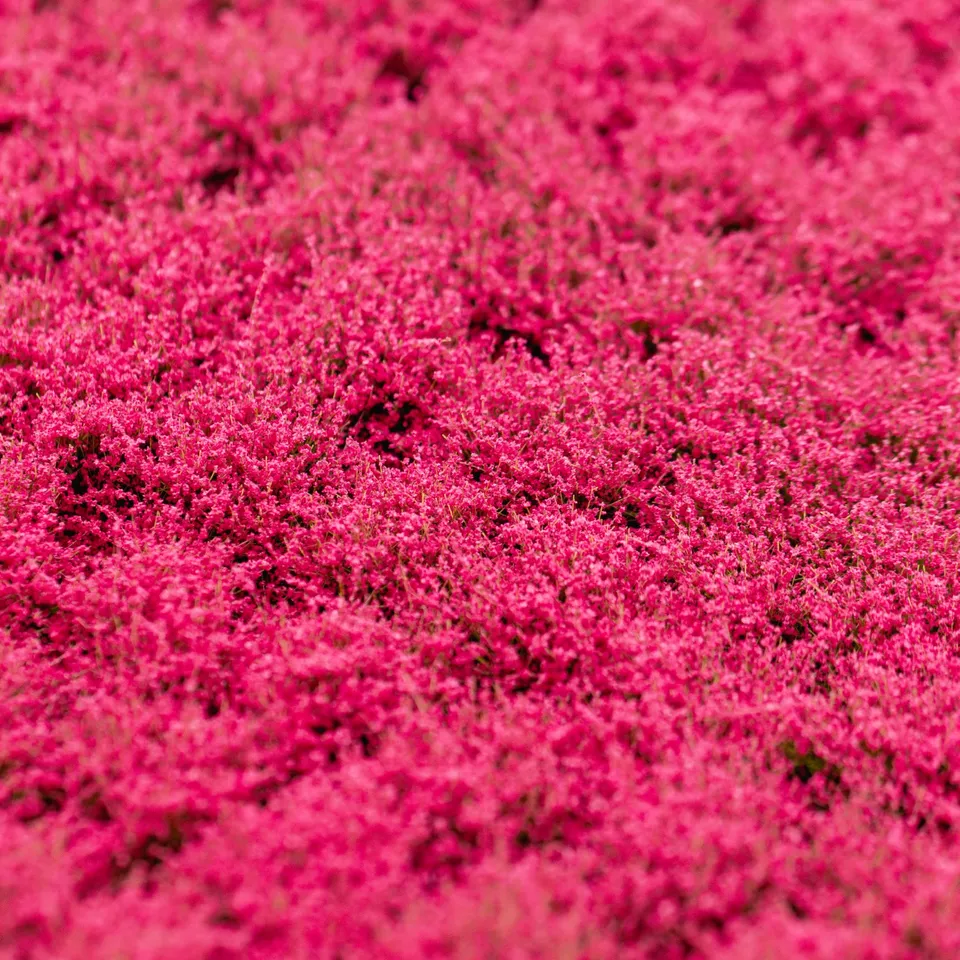 rts-greenkeeper-bl-tenb-schel-grasb-schel-magenta-148x210 image 1