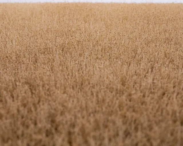 rts-grasmatte-kornfeld-sommer-420x297-mm-h0 image 1