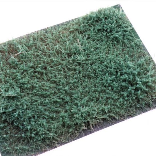 rts-greenkeeper-str-ucher-wacholder-blaugr-n-4-30-mm image 2