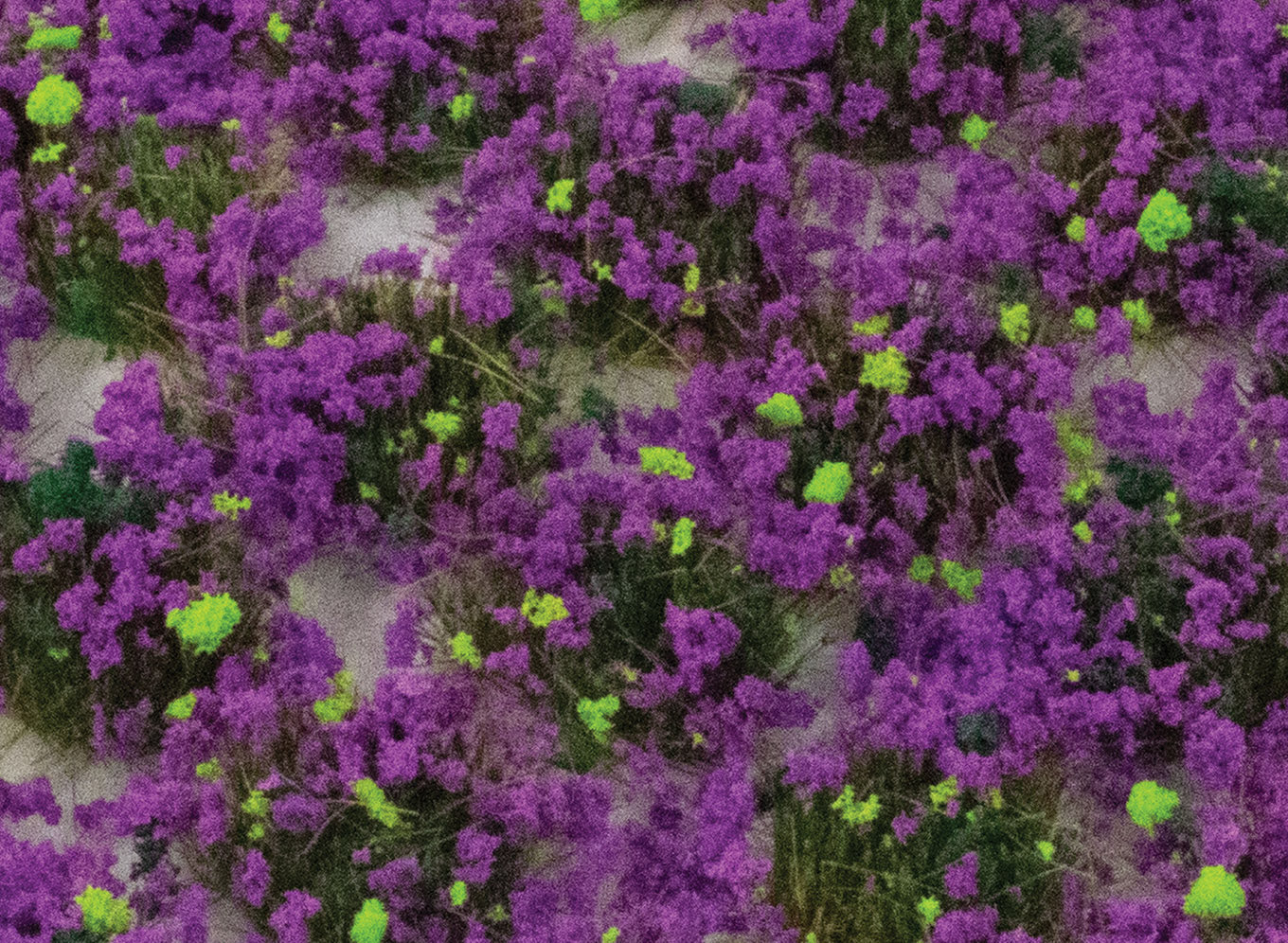 wwscenics-sgthet04-grasb-schel-4mm-heather-100-st-ck image 1