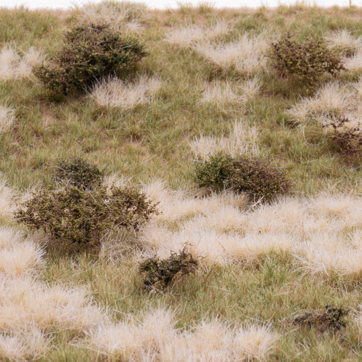 rts-greenkeeper-wildwuchs-sommer-grasmatte-30x21-cm-a4 image 1